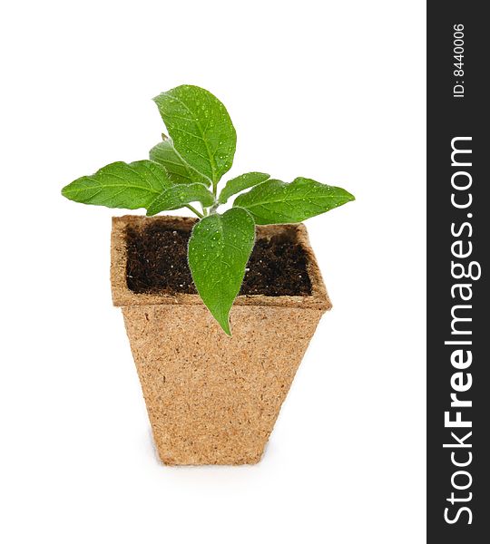 Green plant in a peat pot on a white background. Green plant in a peat pot on a white background