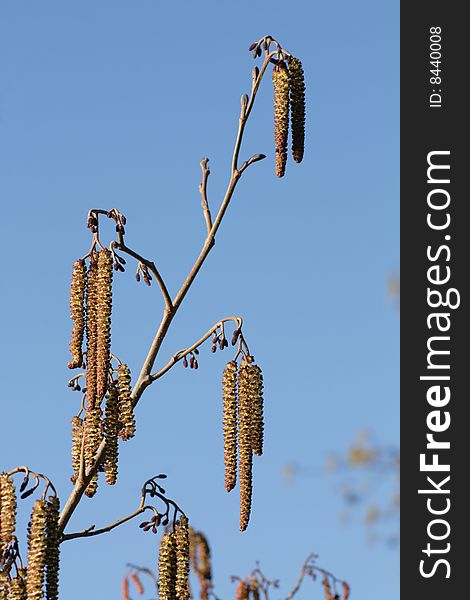 The catkins of an alder tree with a blue sky background. The catkins of an alder tree with a blue sky background