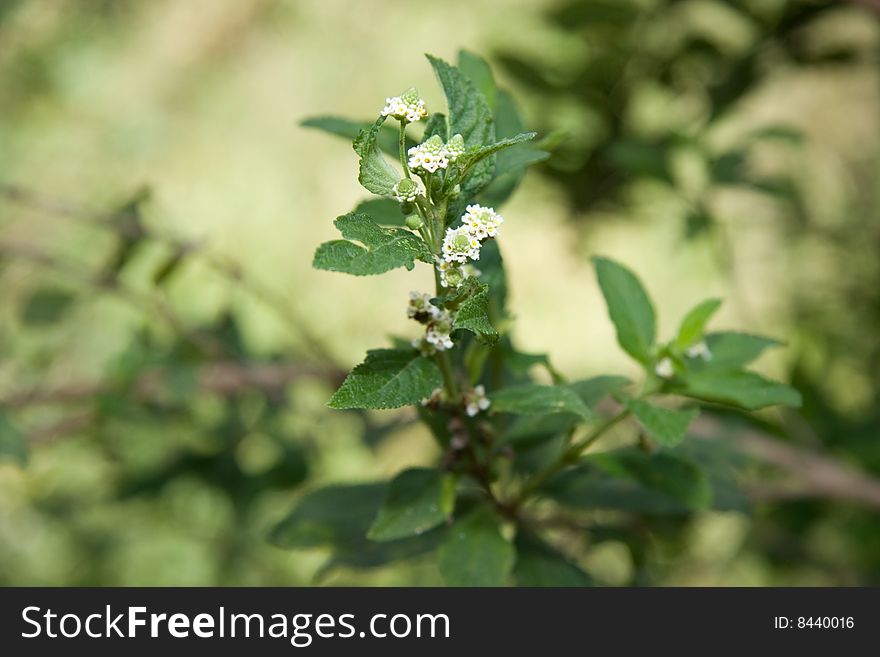 Closeup of zinziba plant and flowers.Lippia javanica,also known as african honey bush.Medicinal for fever.