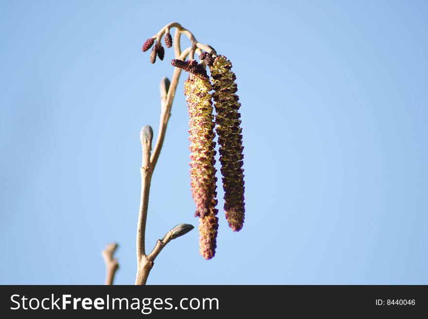 The catkins of an alder tree with a blue sky background. The catkins of an alder tree with a blue sky background