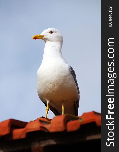 Close view of a yellow-legged seagull on top of a red tiled roof.