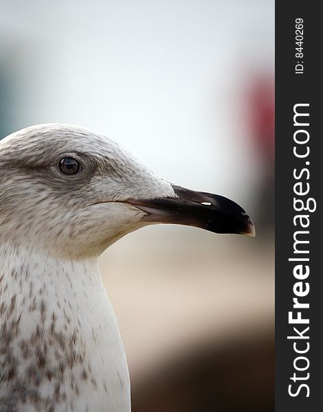 Head closeup of a gull