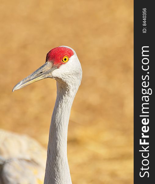 Sandhill Cranes at Rio Grande Nature Center. Sandhill Cranes at Rio Grande Nature Center