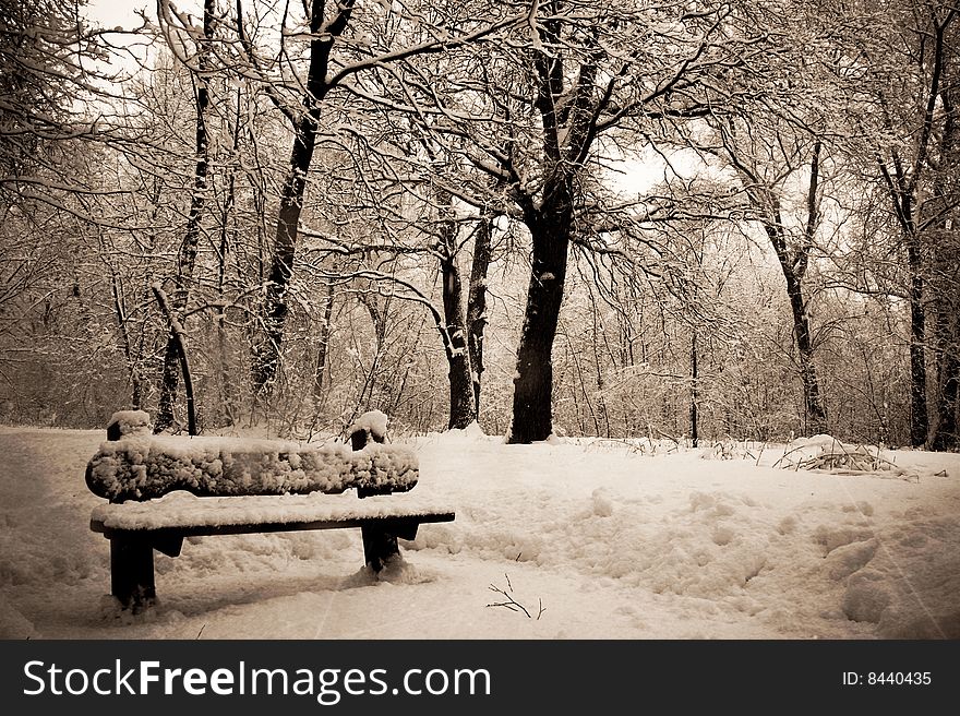 Bench in the winter park