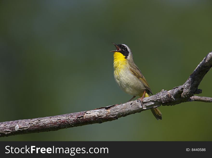 Common Yellowthroat (Geothlypis trichas trichas), male in breeding plumage singing to defend it's territory.