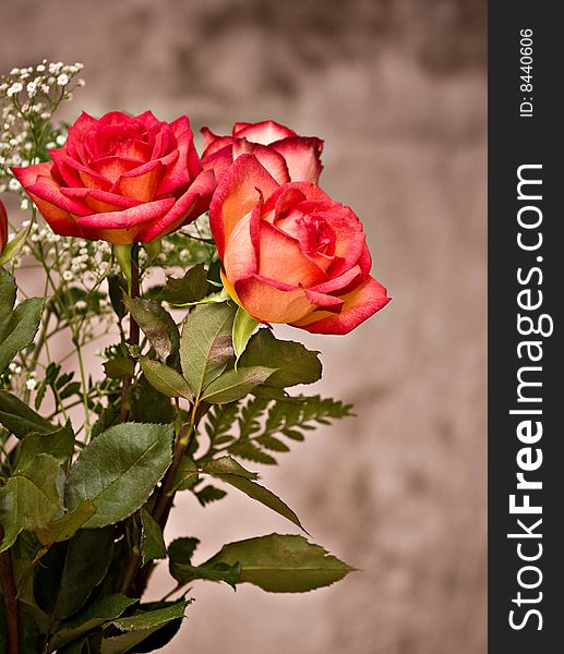 Roses agains brown mottled background backdrop.