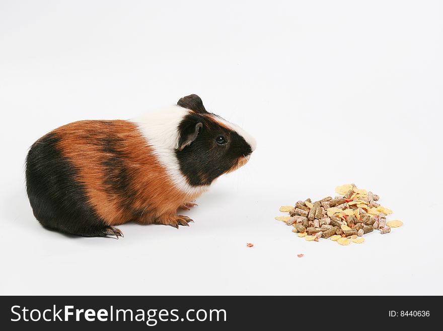 The big hamster costs near to a forage. The big hamster costs near to a forage