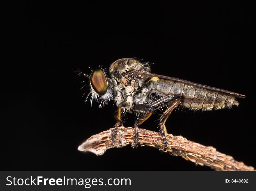 Robberfly side view