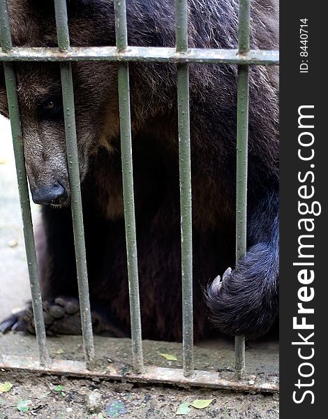 Brown bear behind bars in the zoo