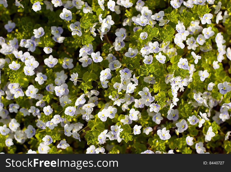 White spring flowers on a green background