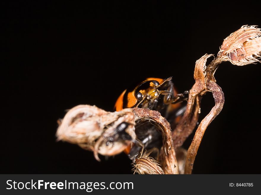 Ladybug on dry stick with black background macro