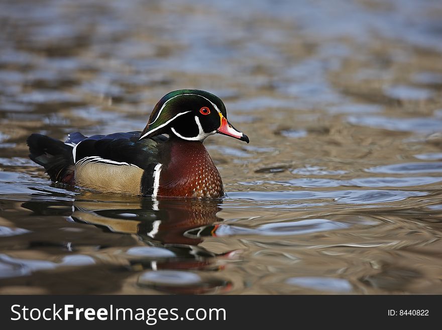 Wood Duck (Aix sponsa) male