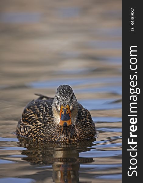 Mallard (Anas platyrhynchos platyrhynchos), female in perfect breeding plumage swimming on the Harlem Meer in New York's Central Park. Mallard (Anas platyrhynchos platyrhynchos), female in perfect breeding plumage swimming on the Harlem Meer in New York's Central Park