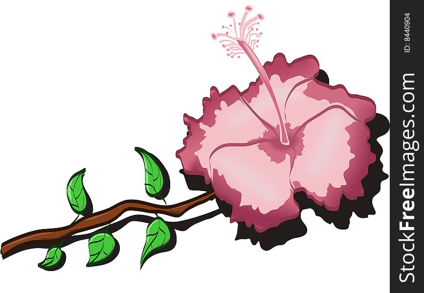 This is a close-up of a hibiscus flower - it's a illustration