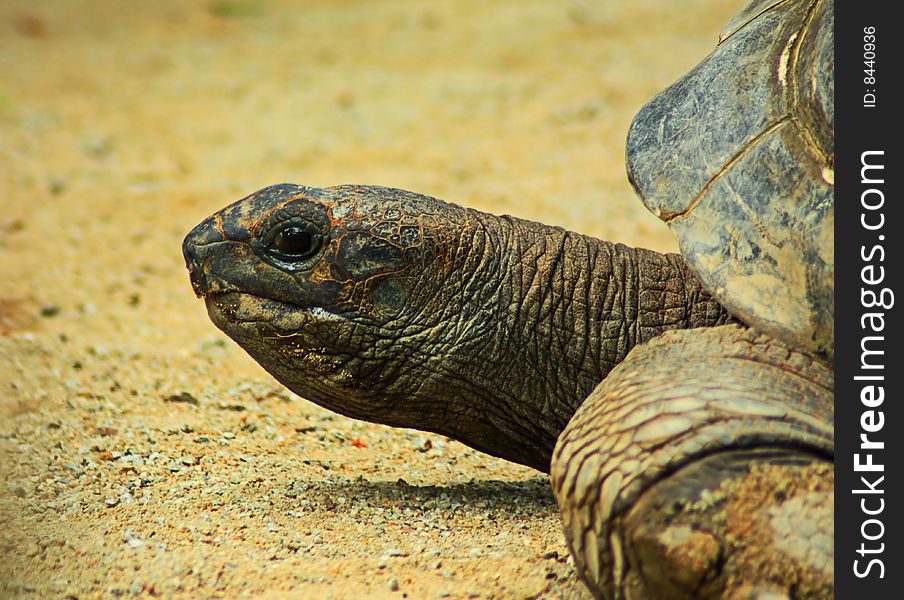 Giant Tortoise Close Up