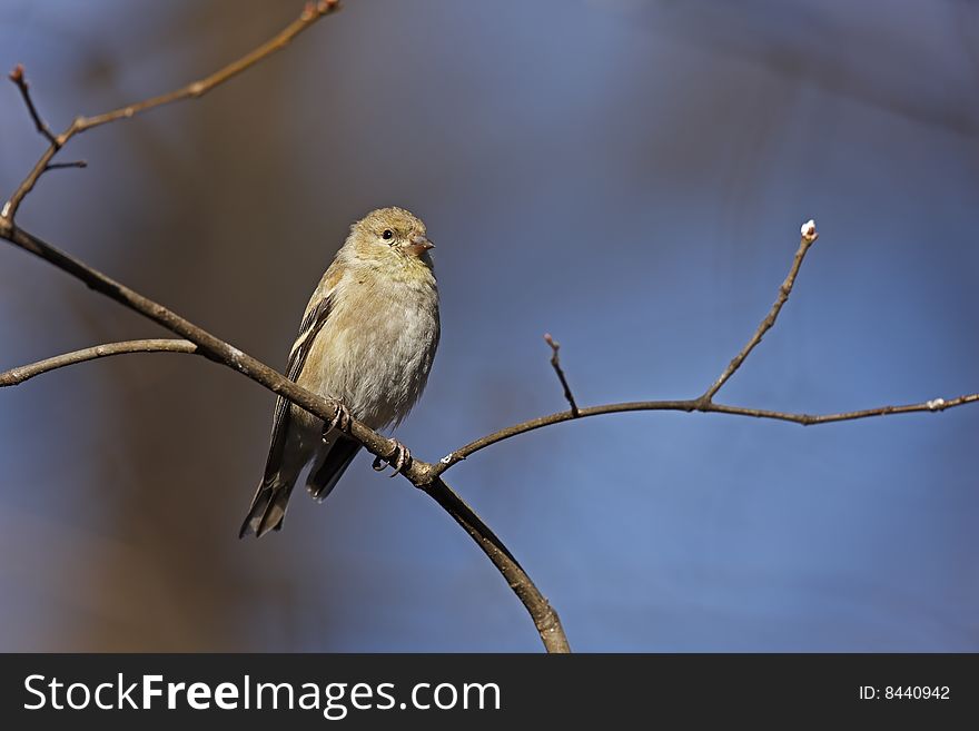 American Goldfinch (Carduelis tristis tristis), female in winter plumage in the Ramble in New York's Central Park