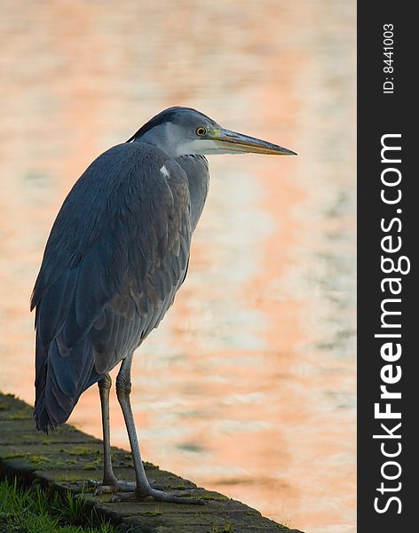 An fishing heron in backlight