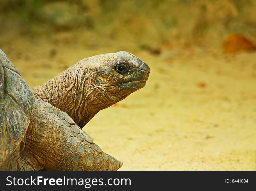 Giant Tortoise Close Up