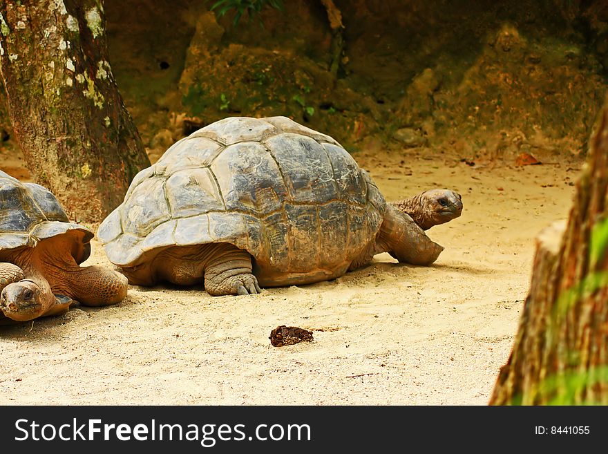 Close up of old giant tortoise walking about slowly.