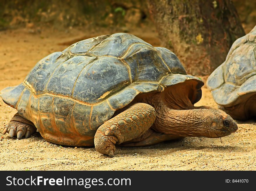 Close up of old giant tortoise walking about slowly.