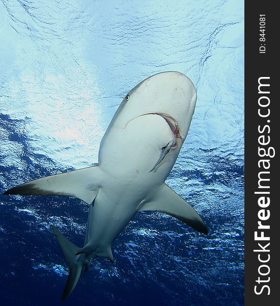 Caribbean Reef Shark