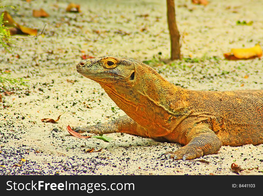 A close up of a komodo dragon. A close up of a komodo dragon.