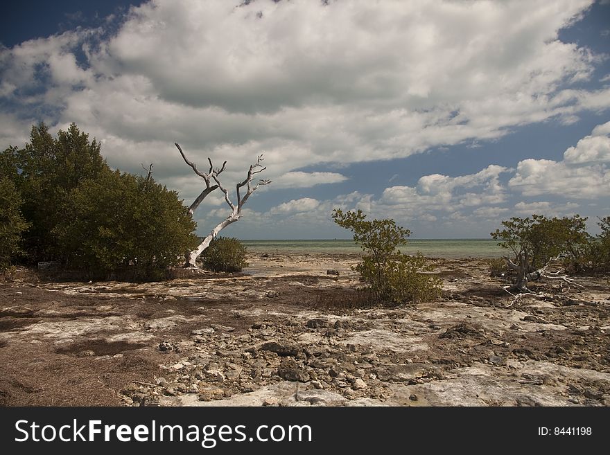 Florida Keys Beach And Ocean