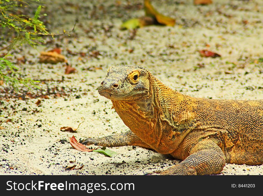 Komodo Dragon Close Up