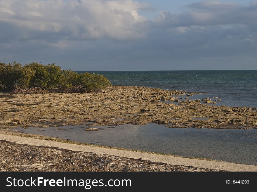 Mangroves on a coral beach in the Florida Keys. Mangroves on a coral beach in the Florida Keys