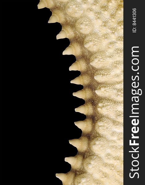 Macro image of the edge of a starfish with clipping path. Macro image of the edge of a starfish with clipping path