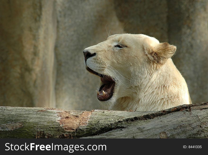 A blond yawning female lion