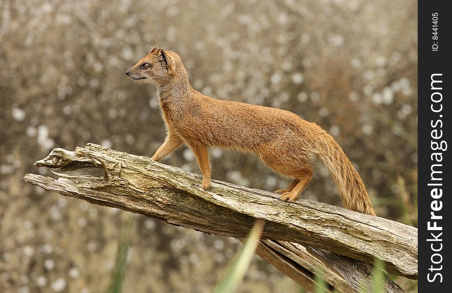 Portrait of a Yellow mongoose on an old tree stump