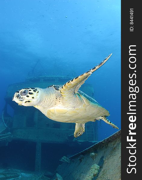 Hawksbill Turtle swims over a Shipwreck