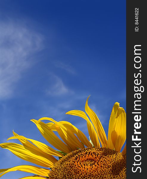 Sunflower On Sky Background With Copyspace