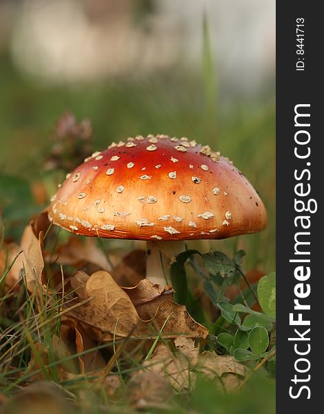 Toadstool with brown leafs in the grass