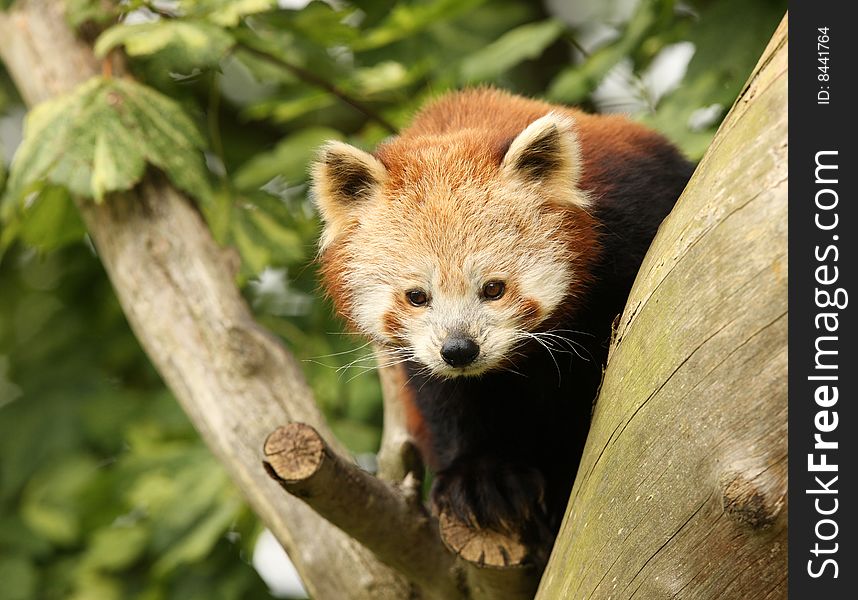 Close up of a rare Red Panda