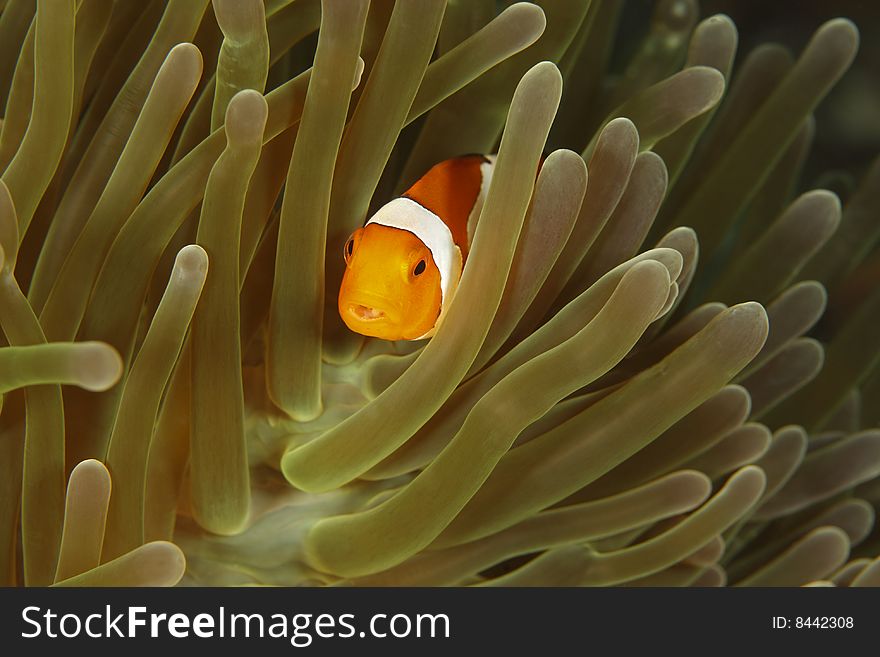 False Clown Anemonefish (Amphiprion Ocellaris)