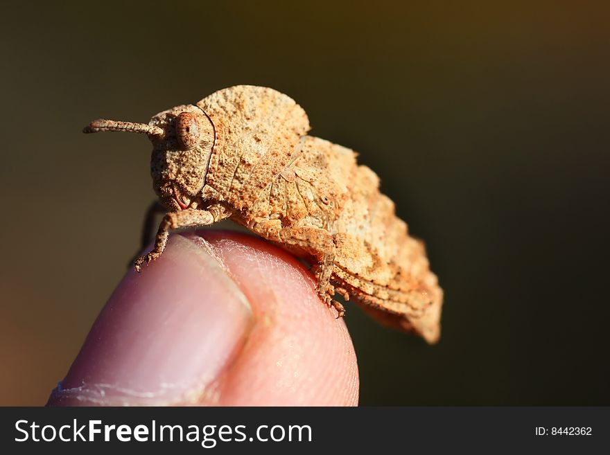 Strange grasshopper on top of a human finger. Strange grasshopper on top of a human finger.