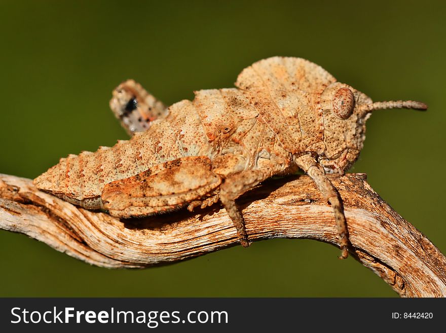 Some strange grasshopper grabbing a wooden stick.