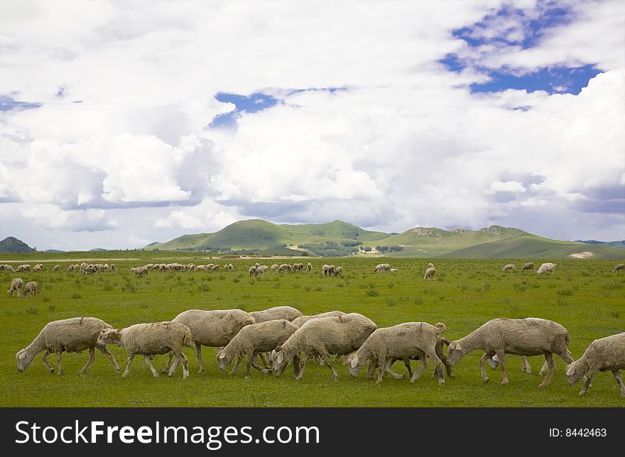 A group of  sheep  in the  weadow