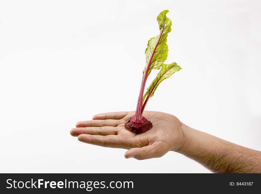 Fresh beetroot dry extract  isolated white background in hand. Fresh beetroot dry extract  isolated white background in hand