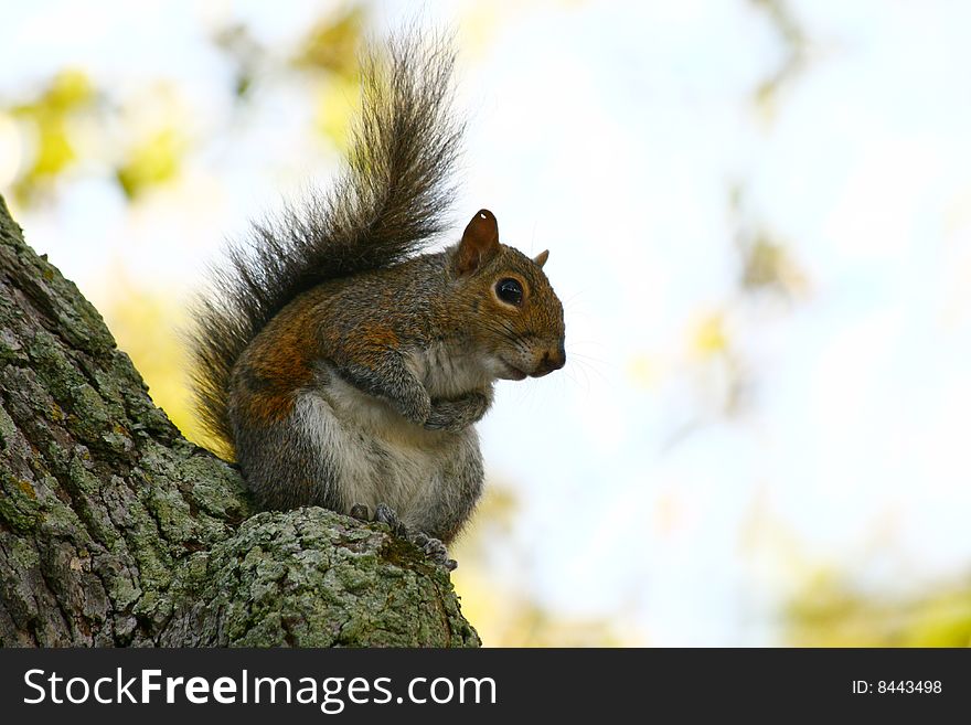 Closeup Of A Squirrel