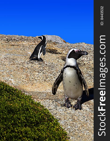 Two penguins standing on a rock