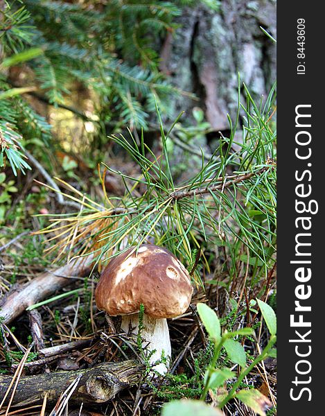 Brown mushroom in the forest. Brown mushroom in the forest