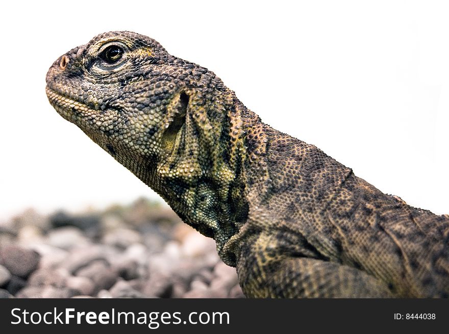Portrait of lizard siting on a ground isolated on white. Portrait of lizard siting on a ground isolated on white.