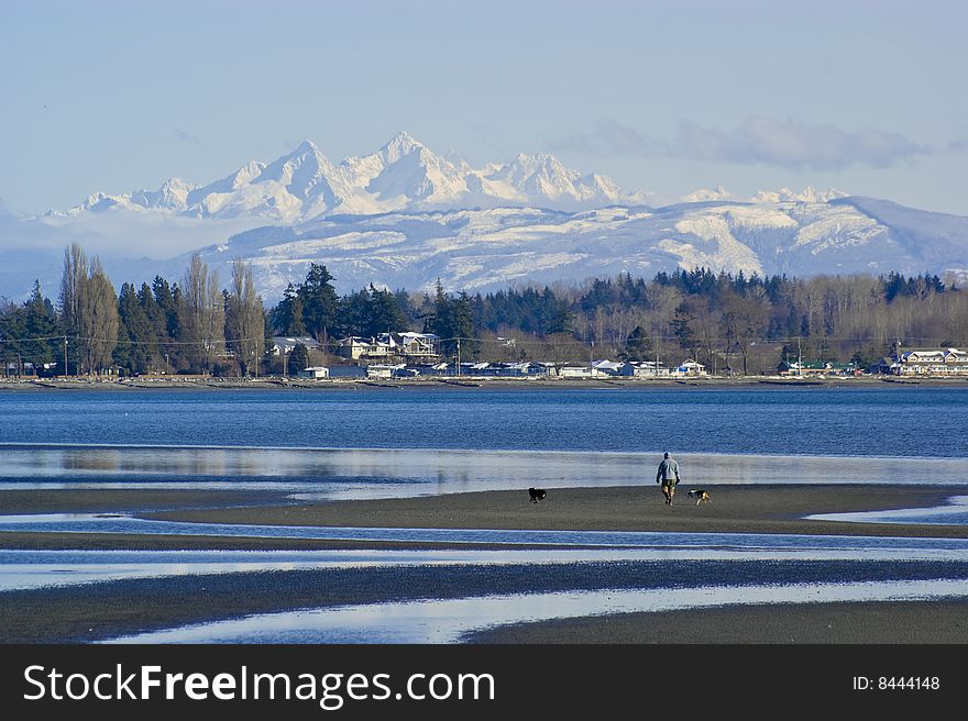 A man taking his dogs for a run on a tidal beach in Birch Bay, Washington State. A man taking his dogs for a run on a tidal beach in Birch Bay, Washington State.