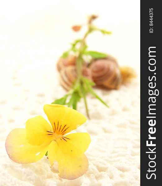 Image of a slightly damaged bright yellow flower on crochet in foreground, with green stem reaching back toward group of snail shells. Image of a slightly damaged bright yellow flower on crochet in foreground, with green stem reaching back toward group of snail shells.
