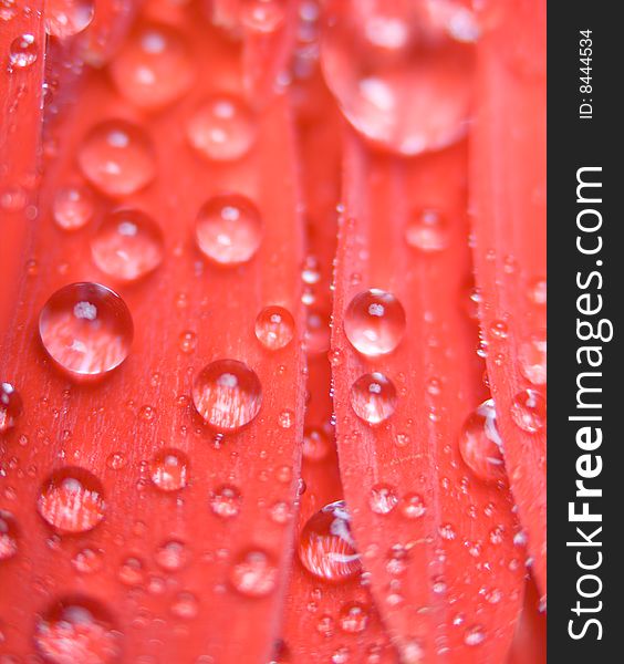 Close-up water drops in petals of red gerbera. Close-up water drops in petals of red gerbera