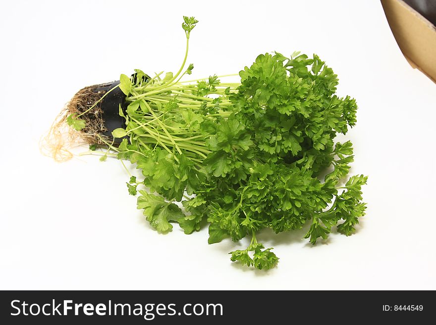 Bunch of parsley isolated on white.