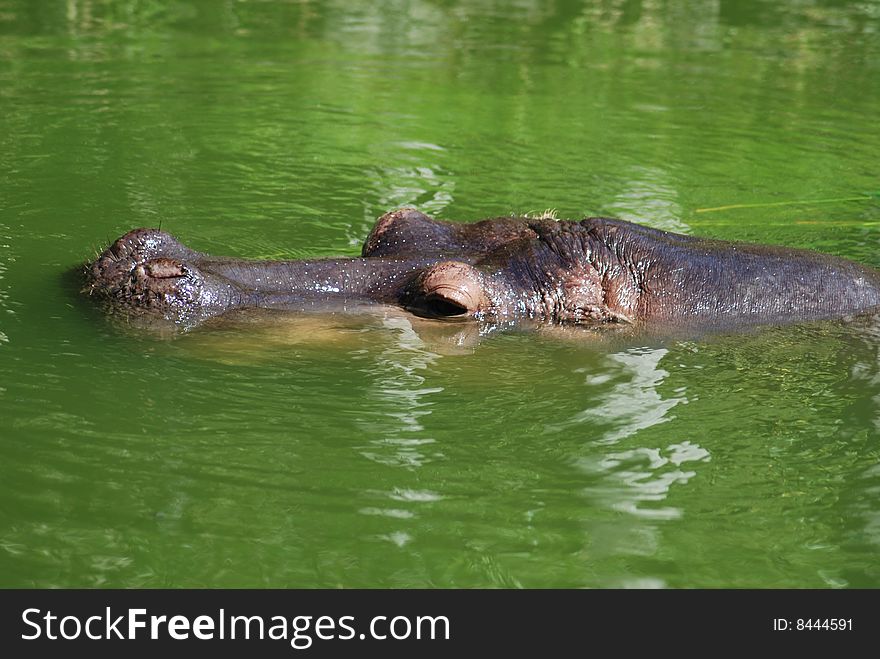 A Hippopotamus Swimming In Deep Water